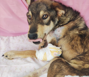 Freezing, Hungry, and Paralyzed — Serbia’s Dogs Need You Now!